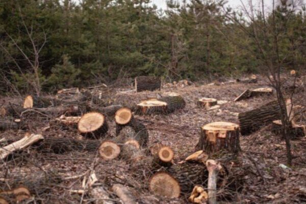 Протурецкие боевики продолжают вырубать лес в Африне