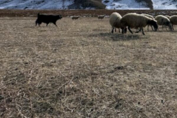 В Серхате не выпал снег: фермеры и экологи обеспокоены