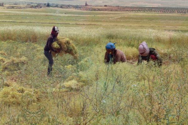 Женщины Кобани приступили к сбору урожая