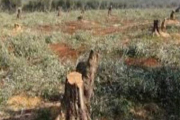 Протурецкие боевики продолжают вырубать оливковые деревья в Африне