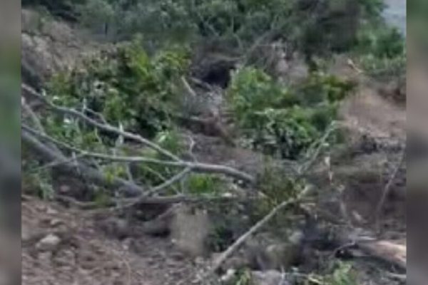Турецкие солдаты выкорчёвывают деревья в зоне военной операции в Хизане