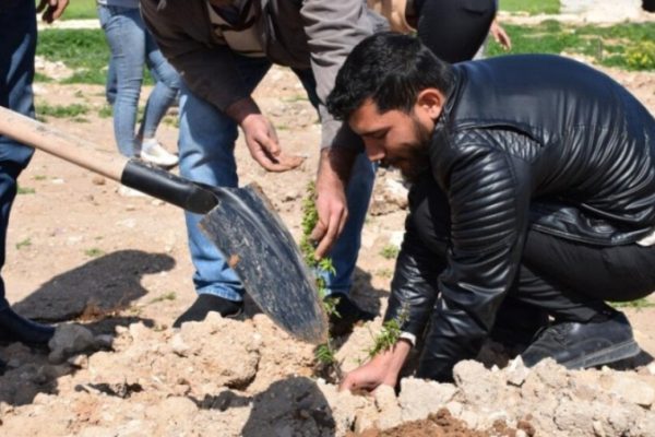 800 деревьев, посаженных в Кобане по случаю дня рождения Оджалана
