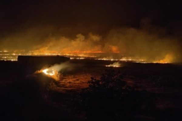 Оккупанты сожгли 200 гектаров земли и 3 тысячи оливковых деревьев в Манбидже