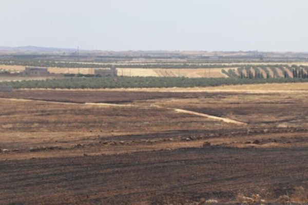 В Манбидже протурецкие боевики сожгли 1 500 гектаров земли и более 18 000 оливковых деревьев