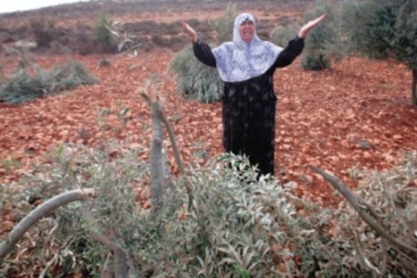 Протурецкие боевики вырубили сотни оливковых деревьев в оккупированном Африне