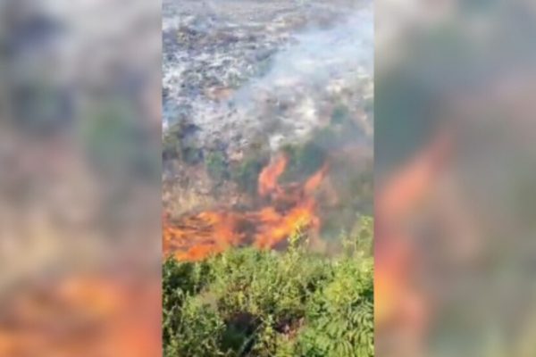 Турция намеренно поджигал леса в Африне