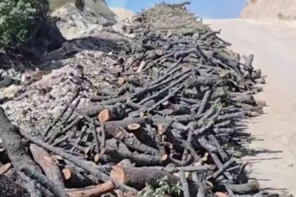 В Ширнаке запретили вход в 13 районов на фоне вырубки лесов и экологического недовольства