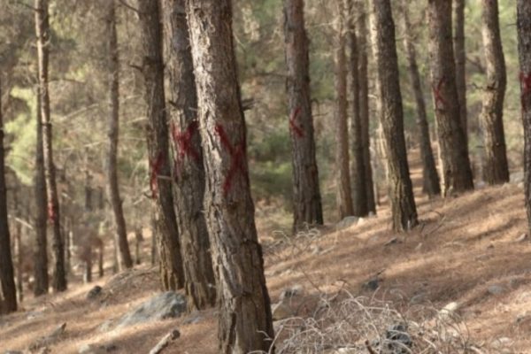 Хищническая вырубка леса в Карадаге