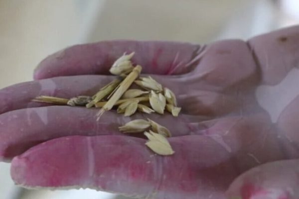 Современный семенной центр начинает свою работу в Хасеке