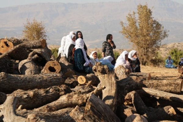 В Ширнаке стартует кампания по посадке деревьев в ответ на массовую вырубку лесов