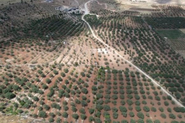 Время сбора урожая инжира в Шенгале