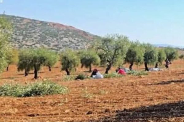 Очередной акт грабежа в Африне – наемники конфисковали урожай оливок