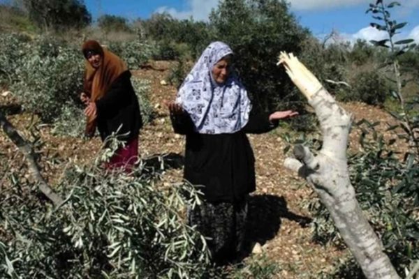 В Африне группировки, связанные с Турцией, систематически грабят урожай оливок жителей