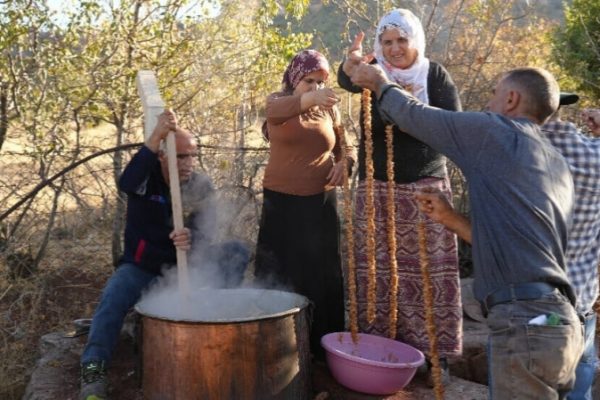 Засуха поразила виноградники – гроздья высыхают на глазах
