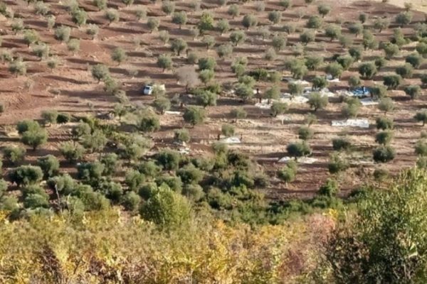 Грабежи, совершаемые в Африне поддерживаемыми Турцией вооружёнными группировками