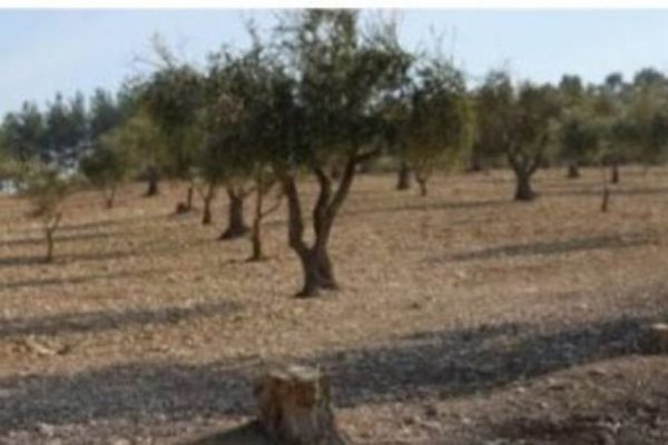 Подконтрольные Турции боевики захватили оливковую рощу в районе Шахба