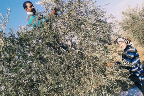 Турецкие военные обстреляла сборщиков оливок в сельской местности Кобани