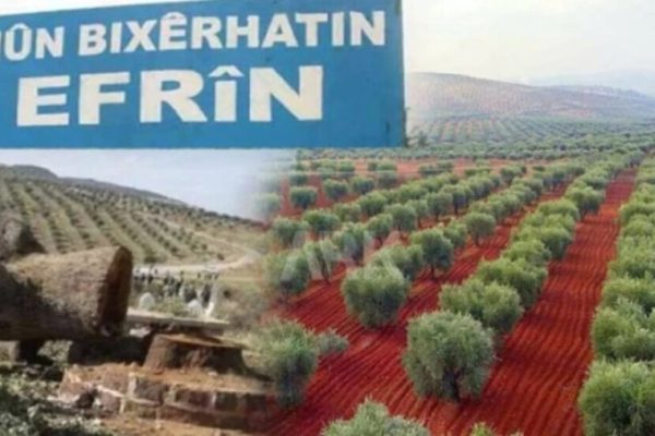 В оккупированном Африне разграблены тонны оливок, проведены рейды и ранен местный житель