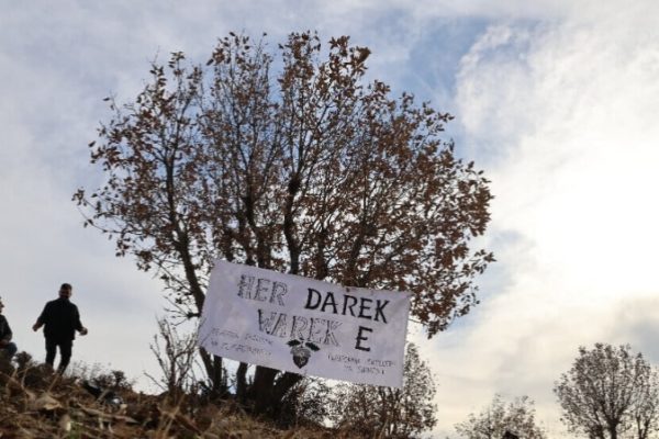 Экоактивисты высадили на горе Джуди тысячи желудей