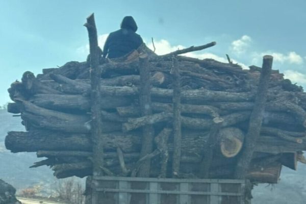 В Ширнаке продолжается вырубка лесов под наблюдением военных