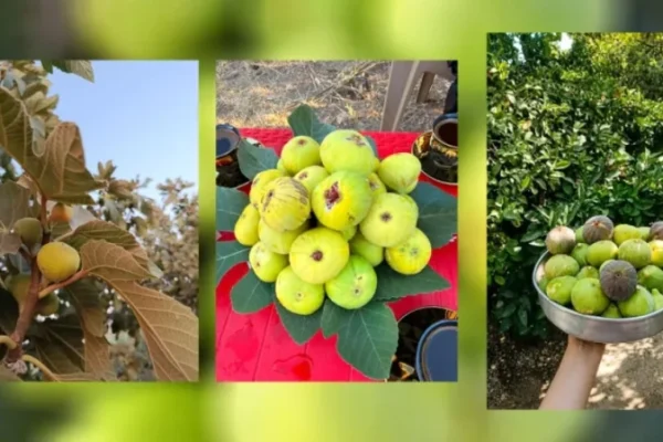 В Африне начался сезон сбора урожая инжира