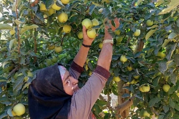 Женщины на яблочных плантациях Урмии требуют равноправия