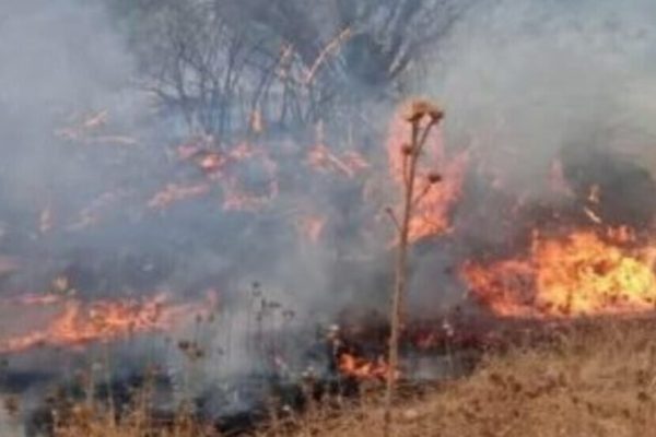 Природа Ирана и Восточного Курдистана находится под угрозой уничтожения