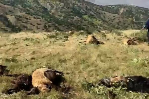 Сельская стража уничтожила 100 овец и угрожала пастуху в Хизане
