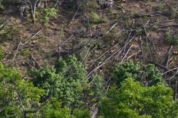Три года вырубки лесов в Джафране: источники воды пересыхают, растет риск оползней